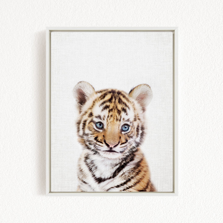 A young tiger cub with striking blue eyes gazes directly at the camera.