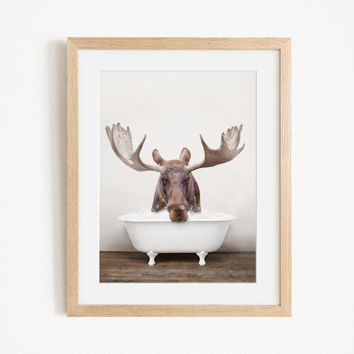 A moose with large antlers is sitting in a white bathtub, appearing to enjoy a relaxing soak.