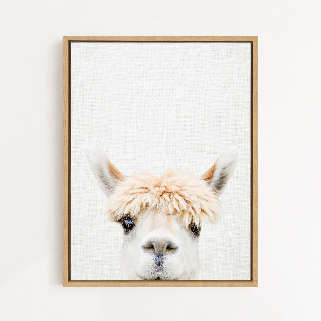 A framed image of a white alpaca with a fluffy, light-colored mane.