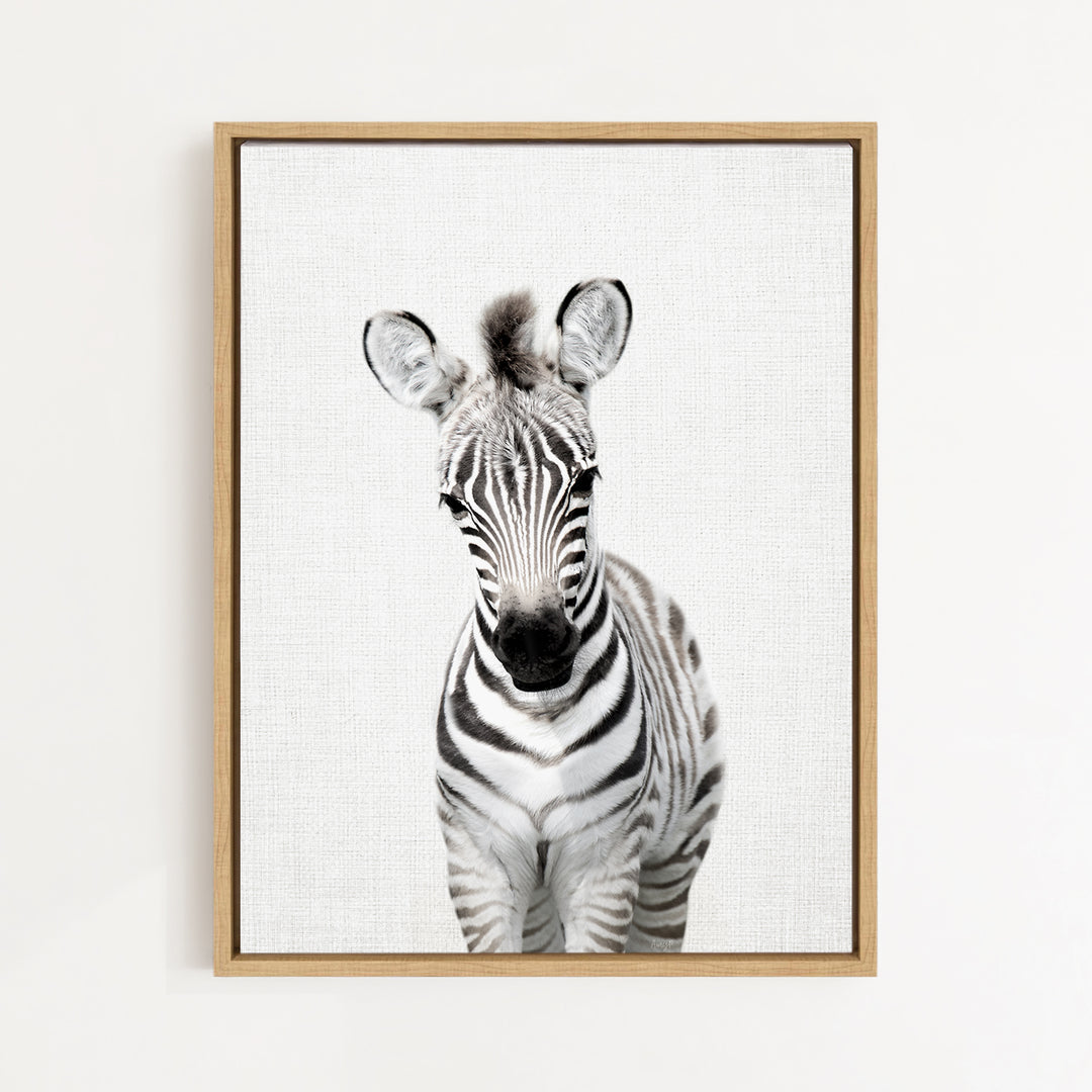 A black and white photograph of a zebra standing against a plain background.