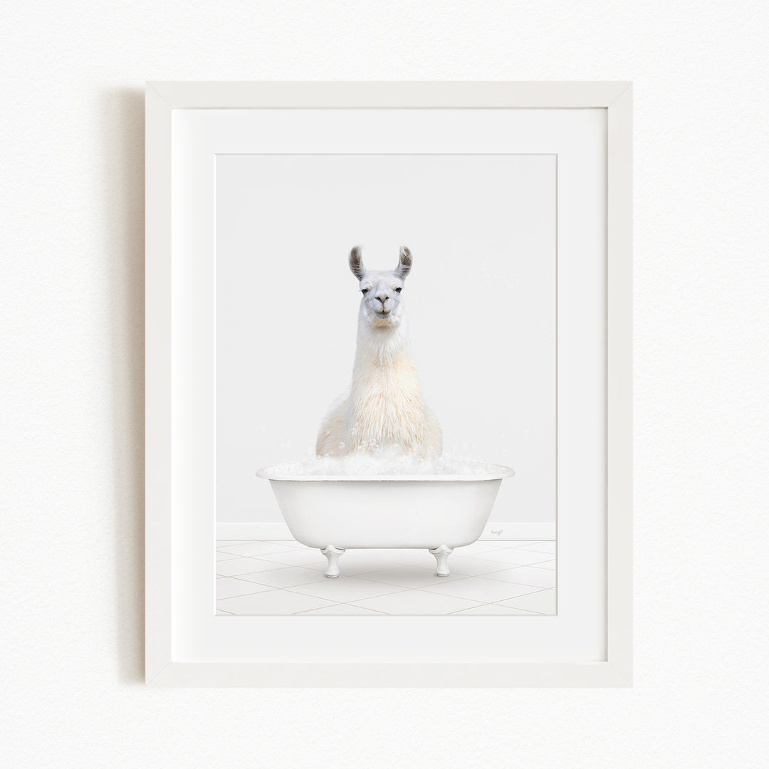 A white llama sitting in a white bathtub filled with bubbles.