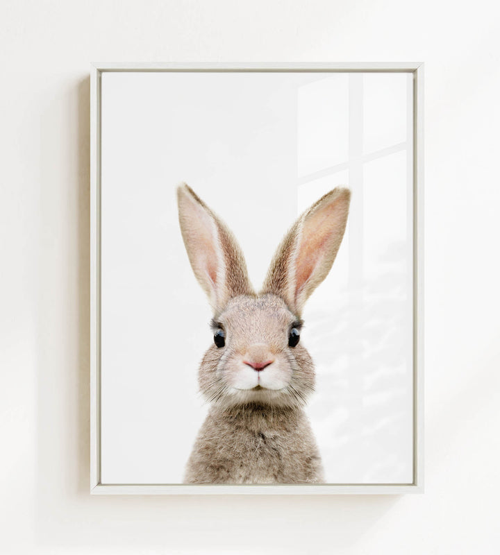 A close-up portrait of a rabbit with large ears and a pink nose, looking directly at the camera.