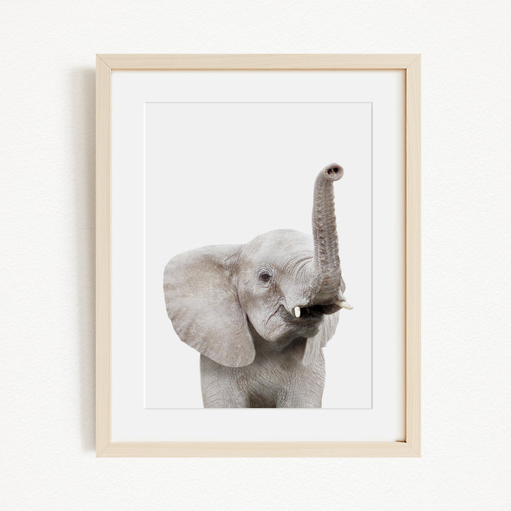 A framed photograph of a young elephant with its trunk raised, looking directly at the camera.