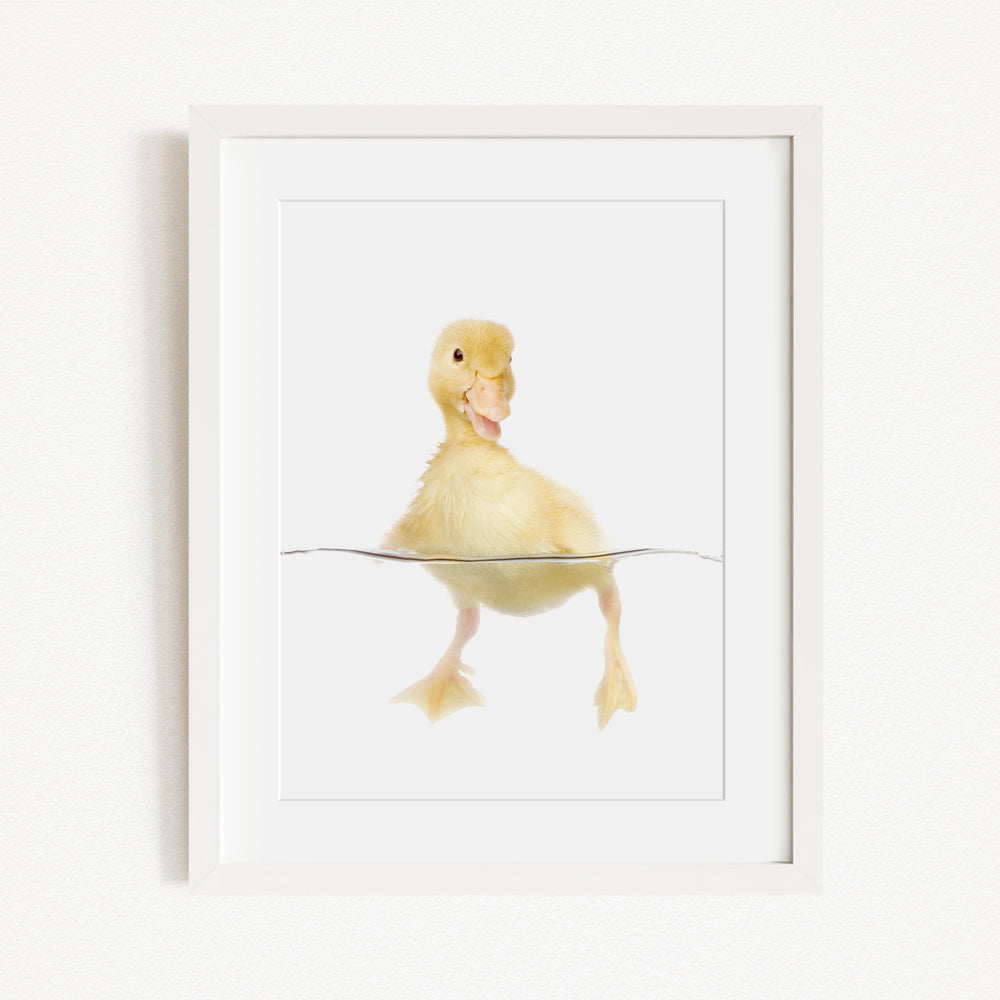A cute yellow duckling standing in a white frame.
