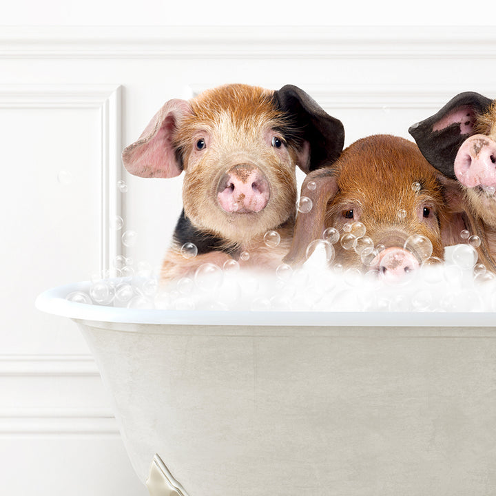 three pigs in a bathtub with bubbles