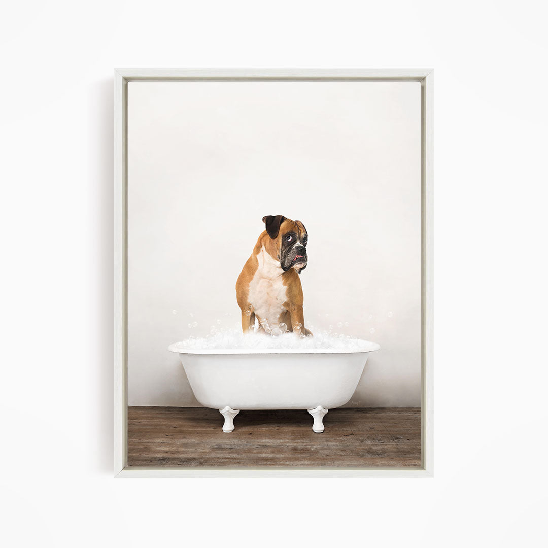 A brown and white dog sitting in a white bathtub filled with water, looking at the camera.
