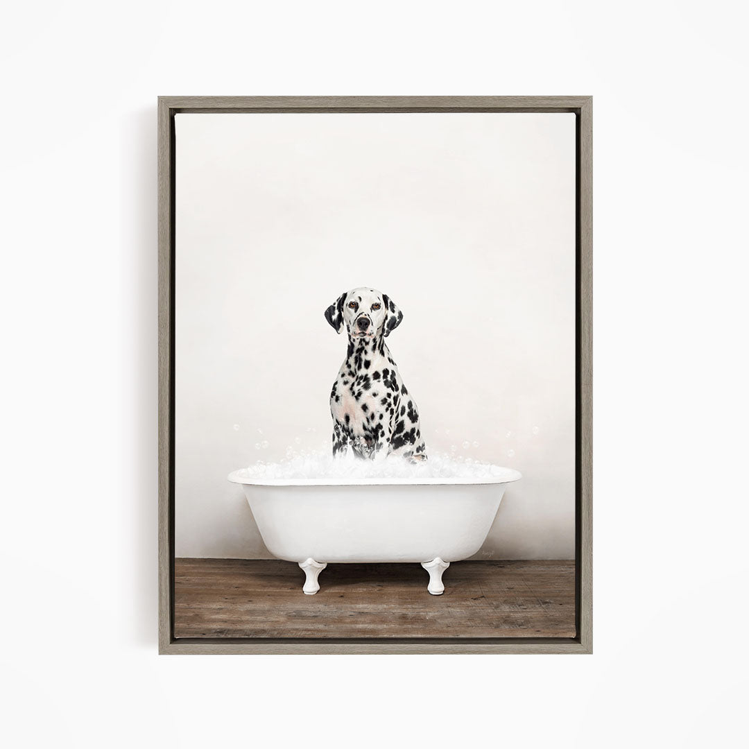 A Dalmatian dog sitting in a white bathtub filled with water, looking directly at the camera.