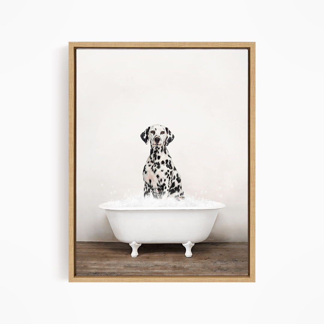 A Dalmatian dog sitting in a white bathtub filled with water, looking directly at the camera.