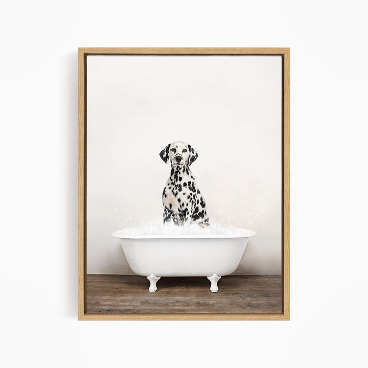 A Dalmatian dog sitting in a white bathtub filled with water, looking directly at the camera.