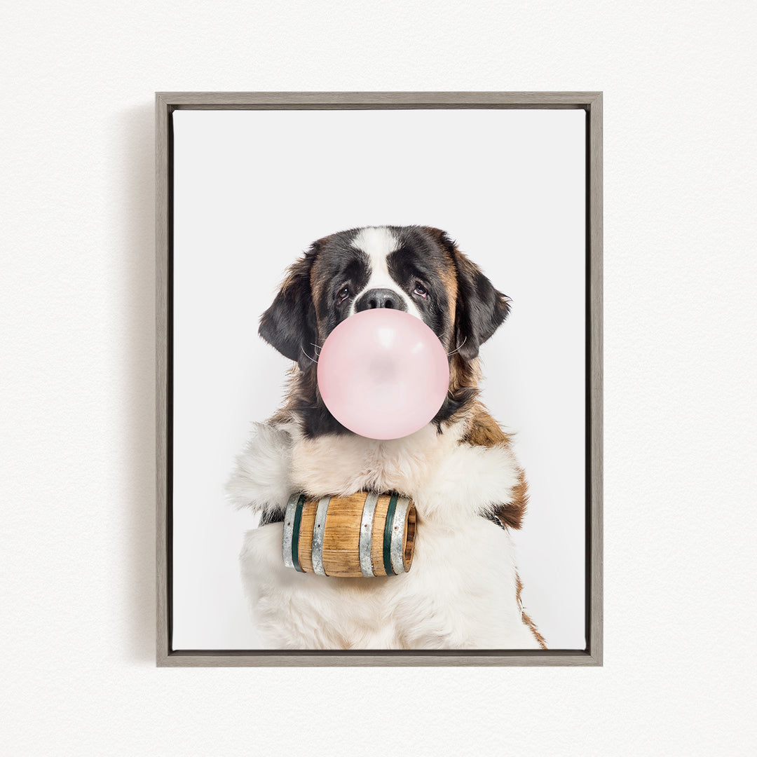 A Saint Bernard dog is sitting and blowing a bubble with a pink bubble gum bubble.