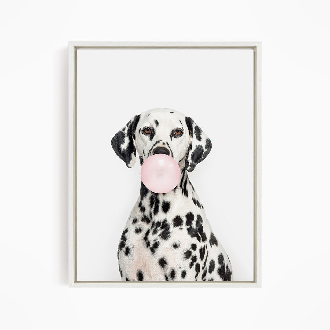 A Dalmatian dog is sitting and blowing a bubble with a pink bubble gum bubble.