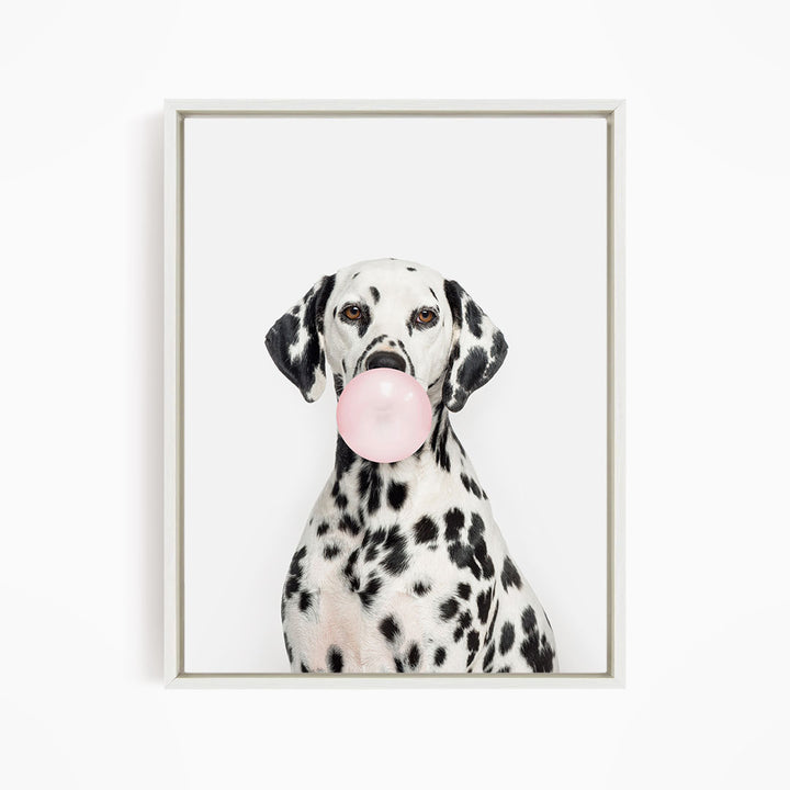 A Dalmatian dog is sitting and blowing a bubble with a pink bubble gum bubble.