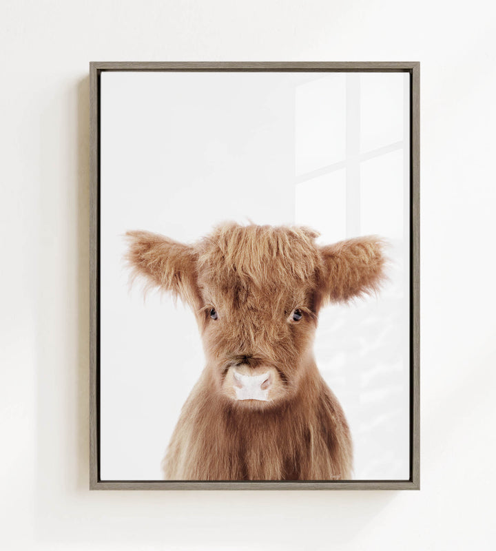 A framed image of a brown cow with shaggy fur and large eyes, looking directly at the camera.