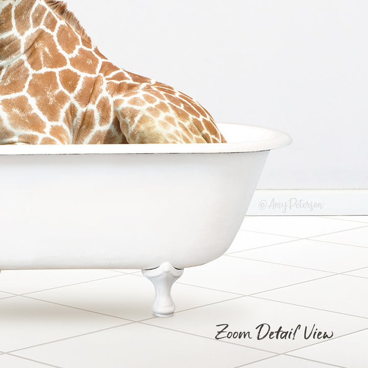 A giraffe is sitting in a white bathtub, with its head resting on the edge of the tub.