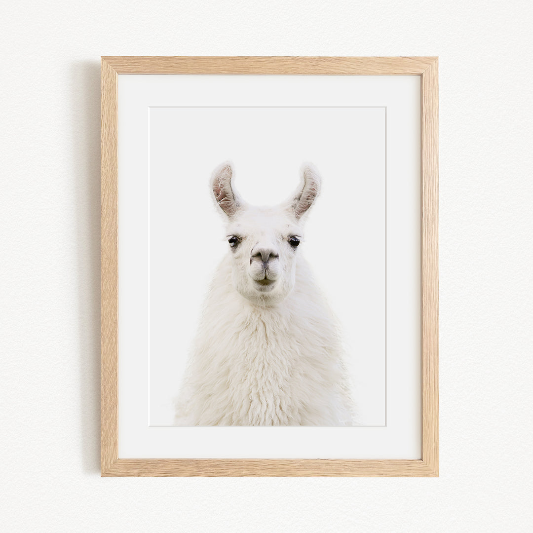 A white llama with large ears and a small nose is the focus of the framed picture.