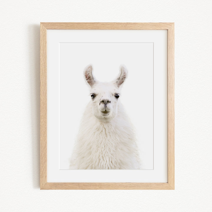 A white llama with large ears and a small nose is the focus of the framed picture.