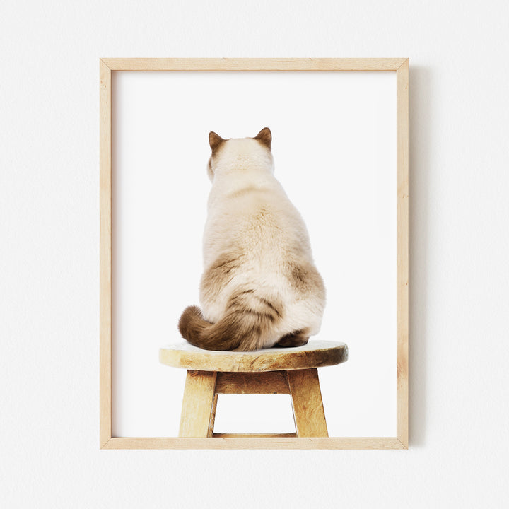 a cat sitting on top of a wooden stool