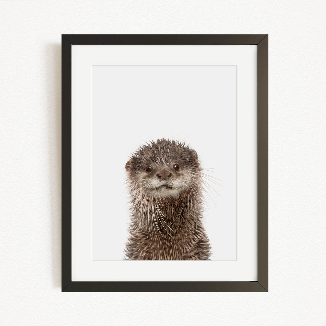 A picture of an otter with a curious expression, looking directly at the camera.