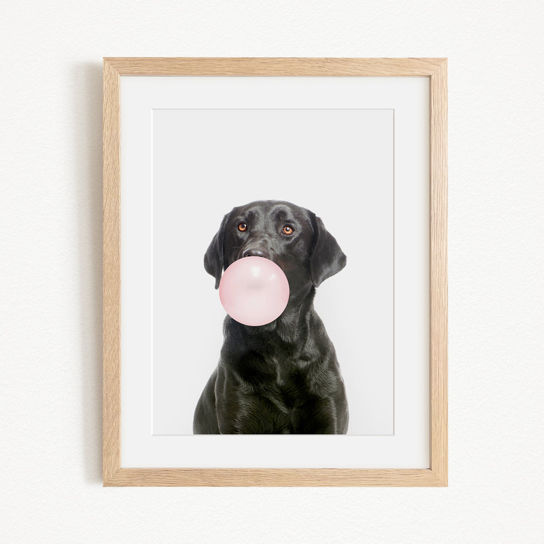 A black dog is blowing a pink bubble with its mouth, creating a playful and whimsical scene.