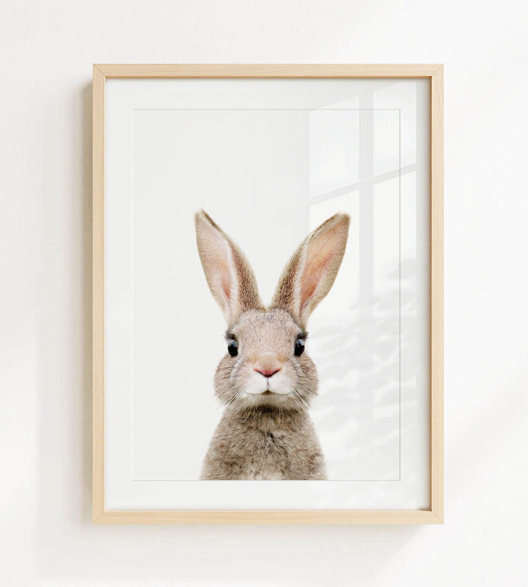 A framed photograph of a cute, fluffy rabbit with large ears and a curious expression.
