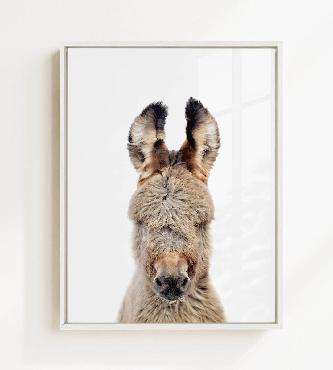 A close-up portrait of a donkey with large ears and a fluffy, furry face.