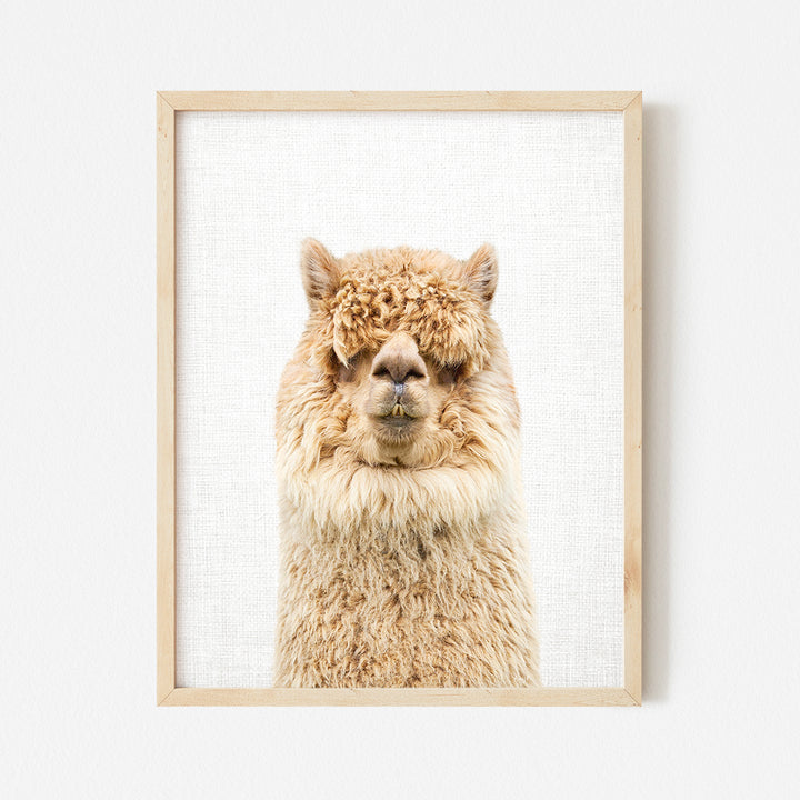 a framed picture of a llama's face