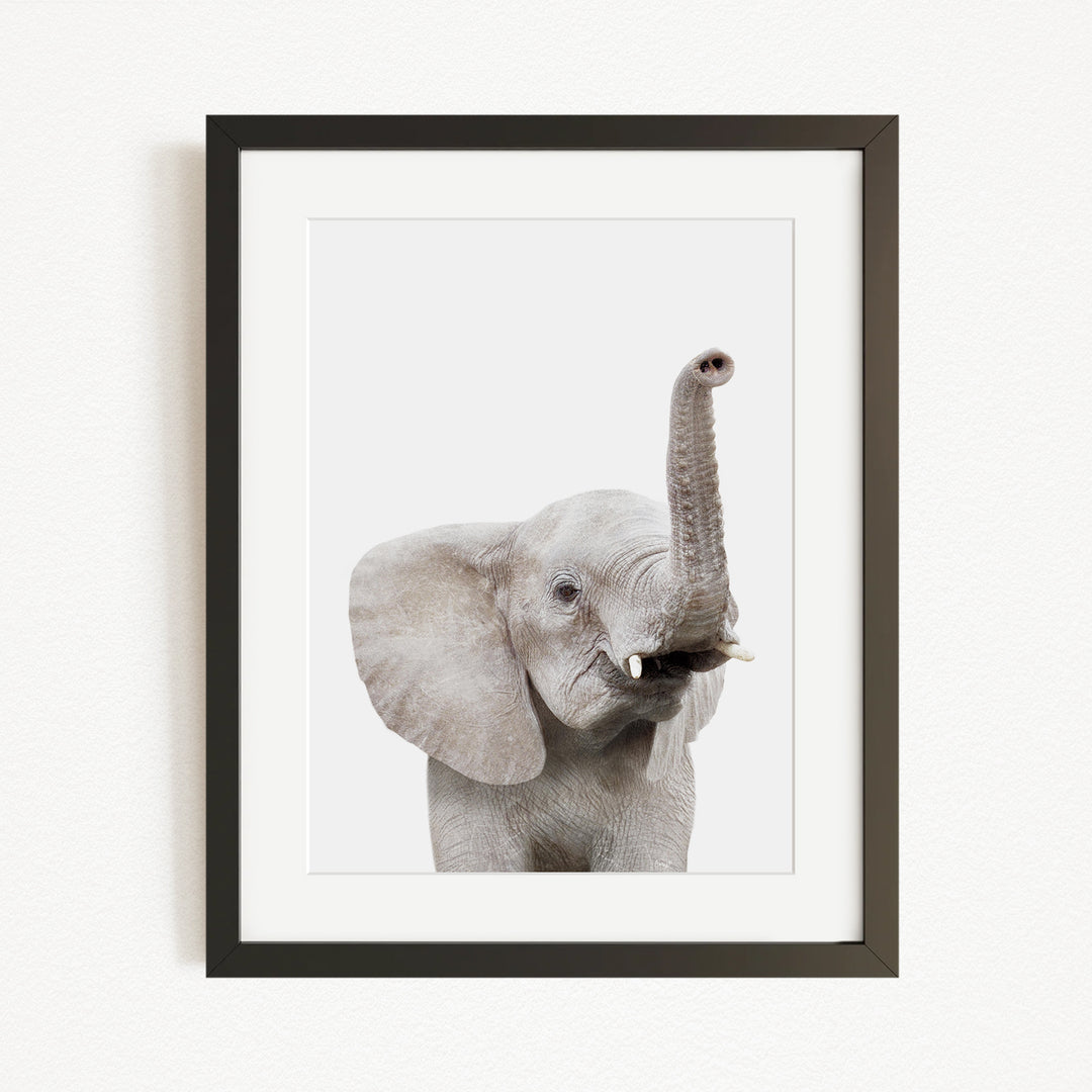 A framed photograph of a young elephant with its trunk raised, looking directly at the camera.