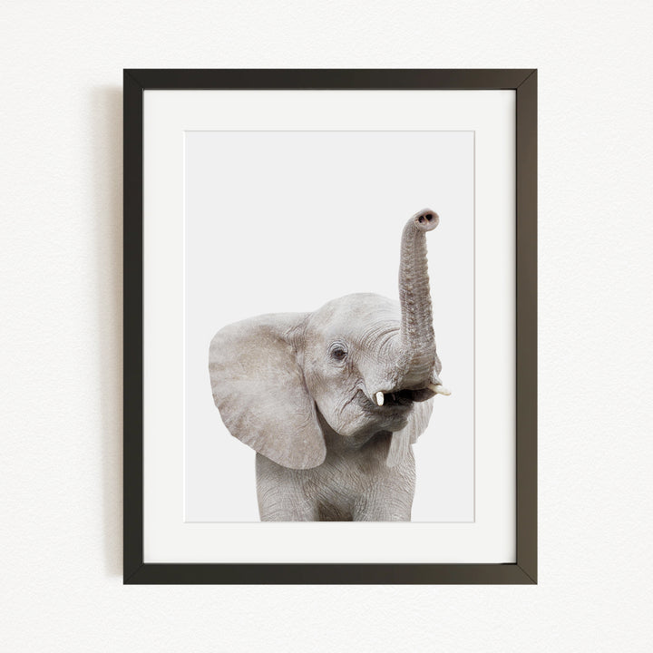 A framed photograph of a young elephant with its trunk raised, looking directly at the camera.