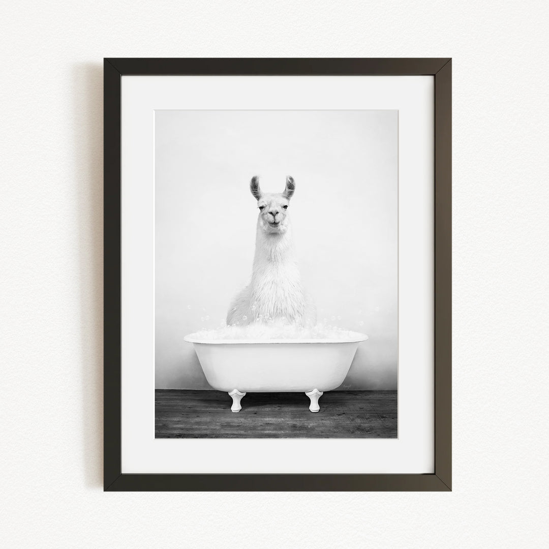 A black and white photograph of a llama sitting in a bathtub filled with water.