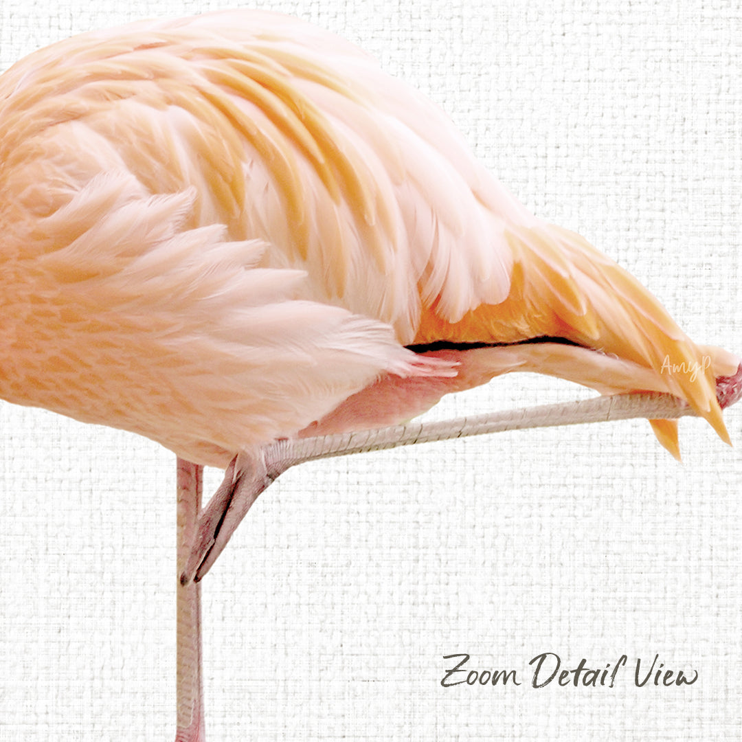 A close-up of a bird's head and neck, with its feathers and beak clearly visible.