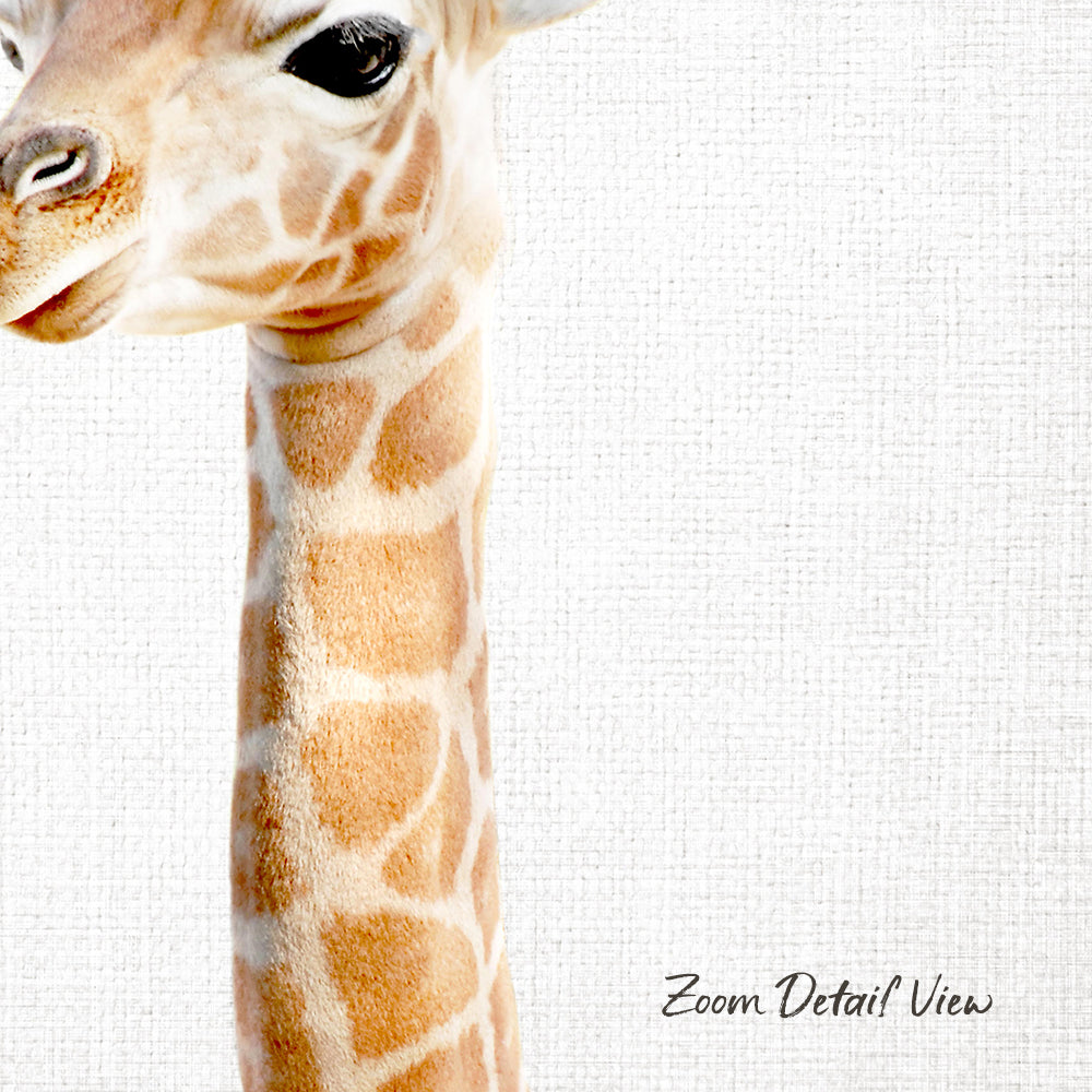 A close-up of a giraffe's head and neck against a plain white background.