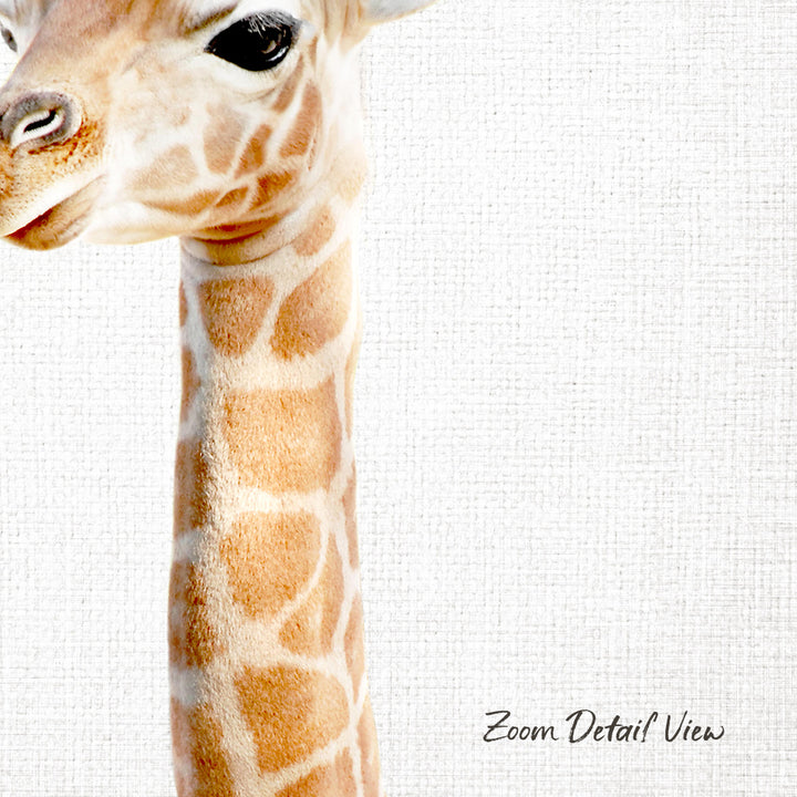 A close-up of a giraffe's head and neck against a plain white background.
