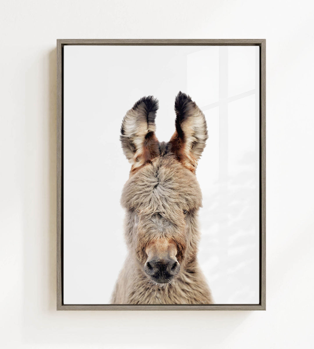 A close-up portrait of a donkey with large ears and a fluffy, furry face.