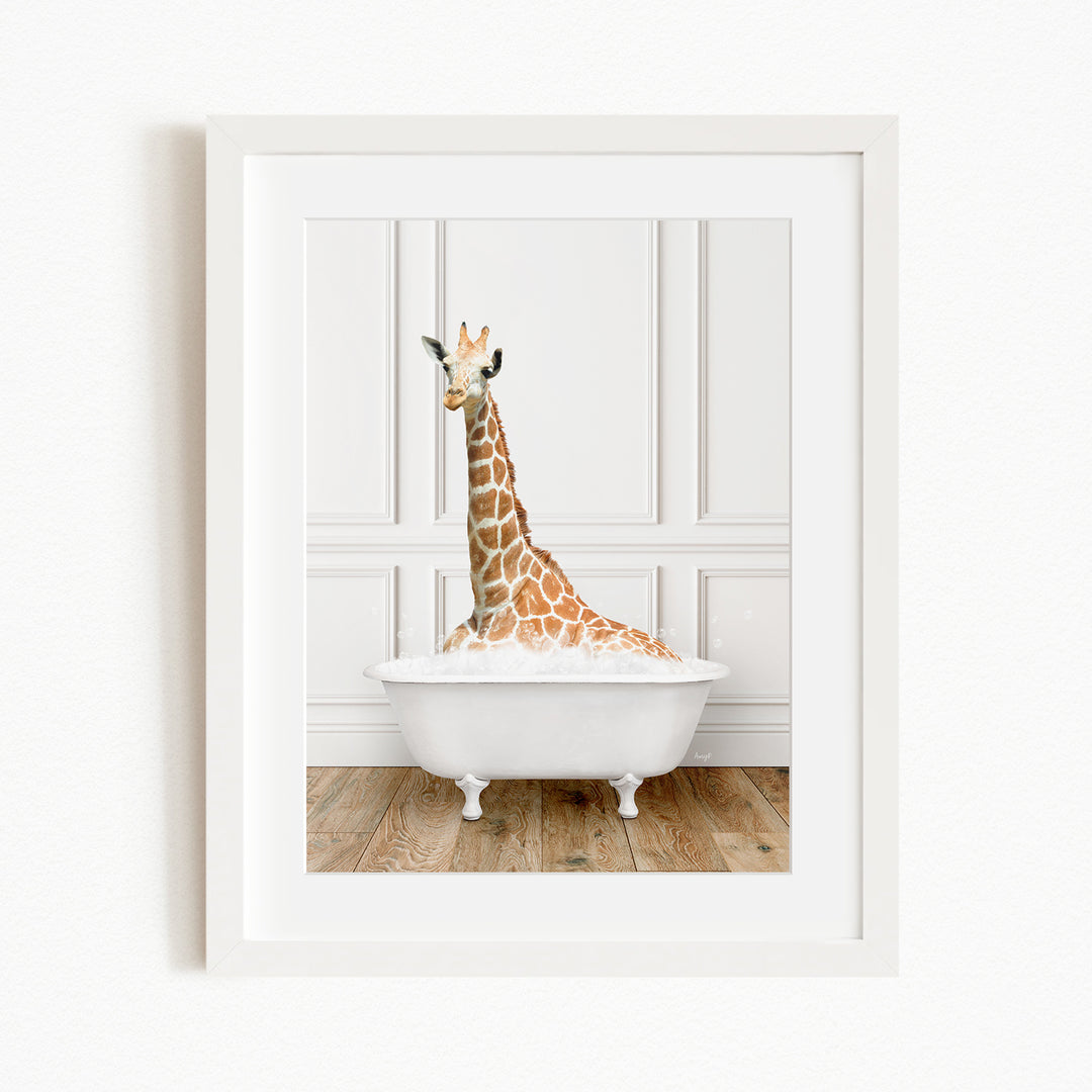 A giraffe sitting in a white bathtub, with its head raised and looking directly at the camera.