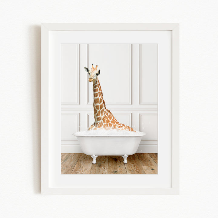 A giraffe sitting in a white bathtub, with its head raised and looking directly at the camera.