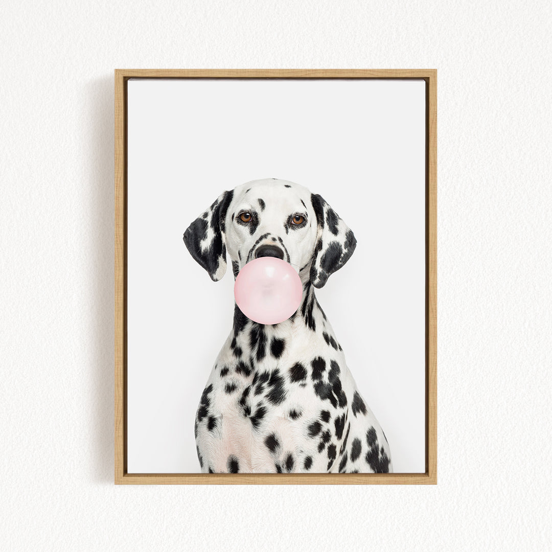 A Dalmatian dog is sitting on a white background, holding a pink bubble gum bubble in its mouth.
