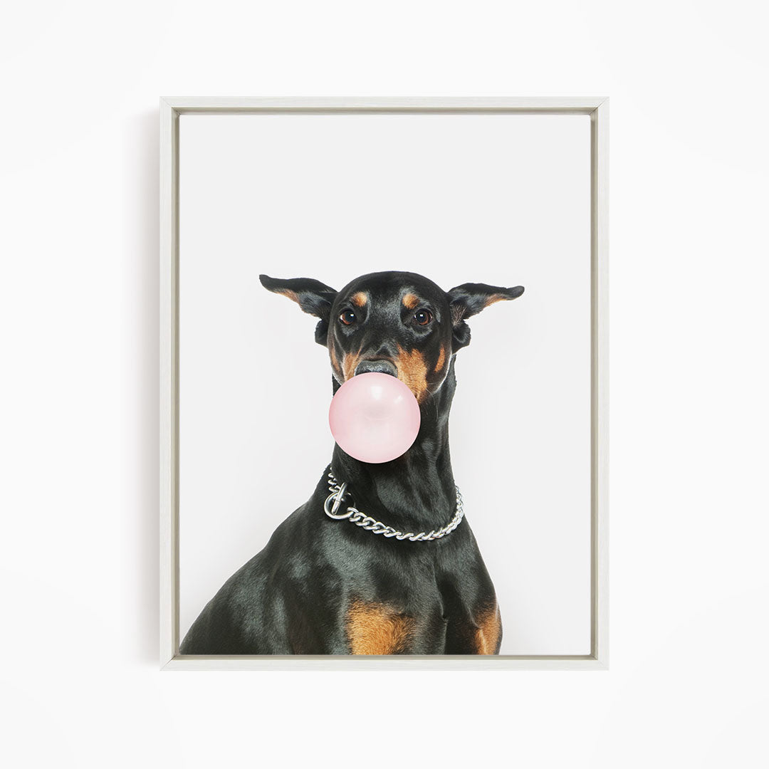 A black and brown dog wearing a chain collar is blowing a bubble with a pink bubble gum bubble.