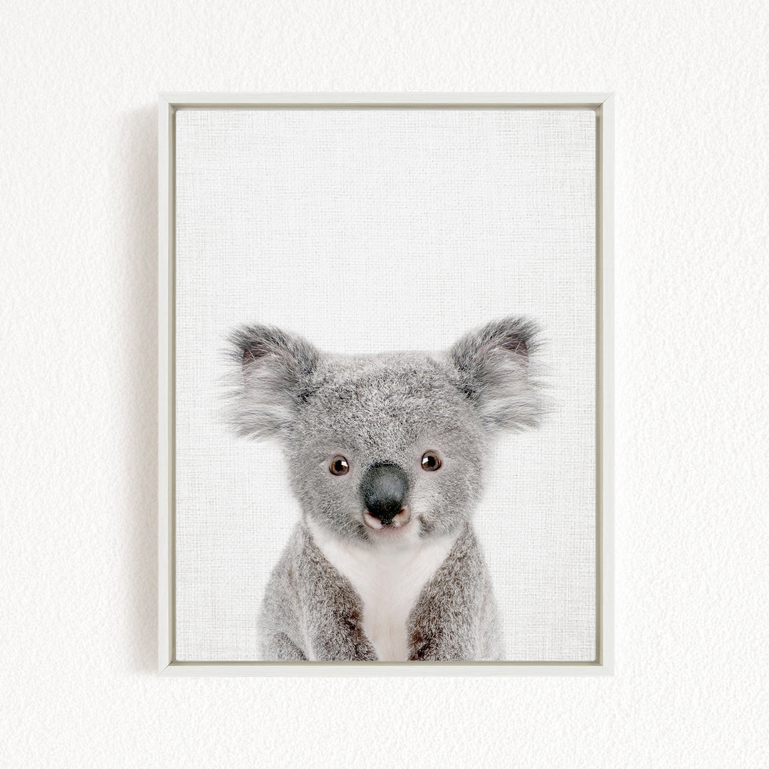 A framed photograph of a koala bear with a curious expression, looking directly at the camera.