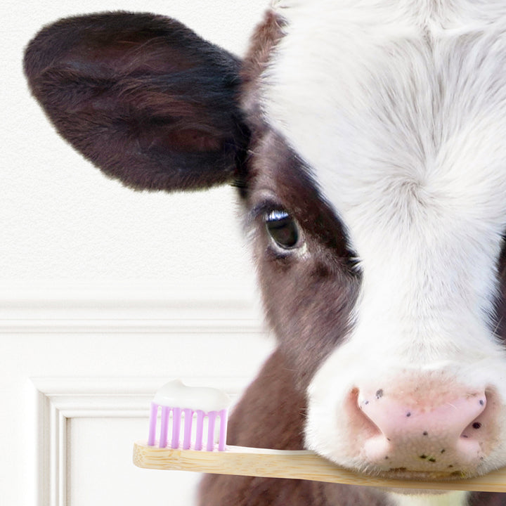 a close up of a cow with a toothbrush in its mouth