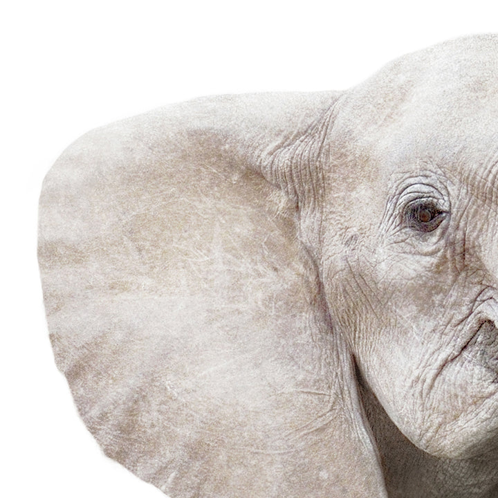 Baby Elephant - Baby Animal Portrait