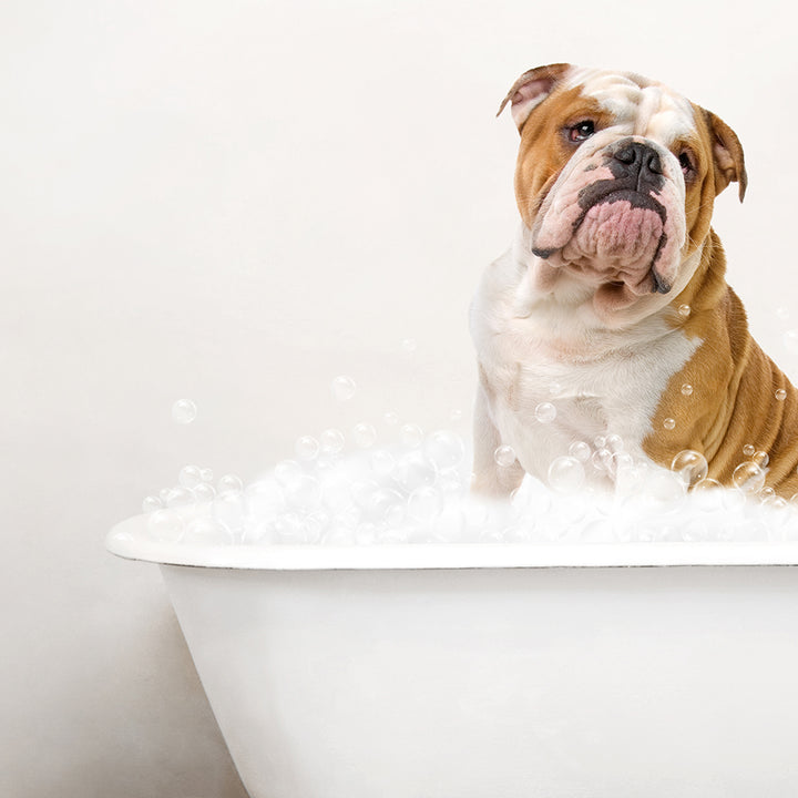 English Bulldog in Rustic Bath Style