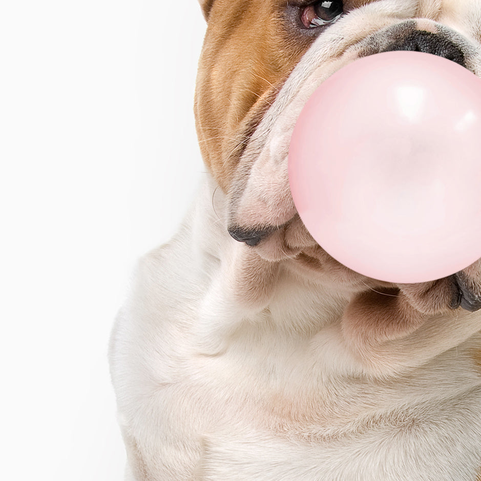 English Bulldog Blowing Bubbles