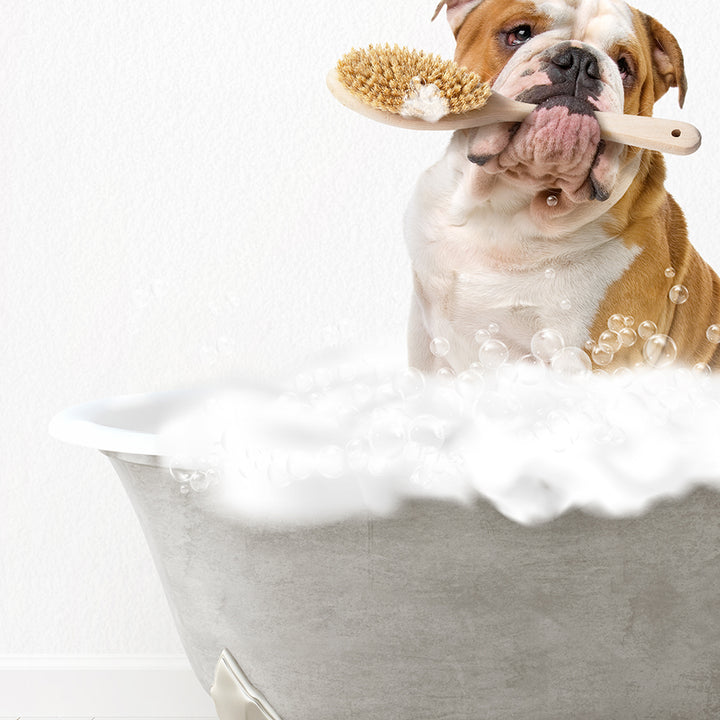 English Bulldog Scrub A-Dub-Dub in Simple Gray Bath