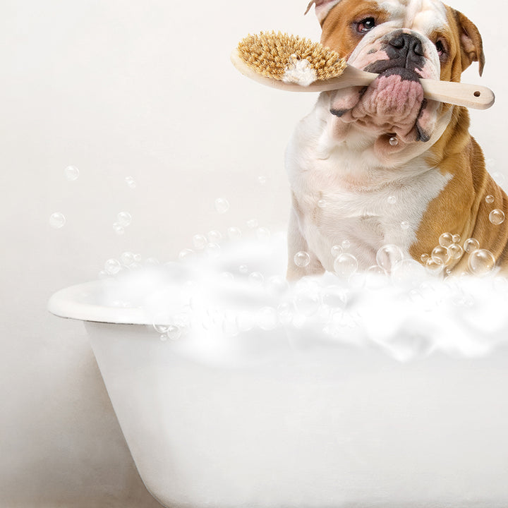 English Bulldog in Rustic Bath Style Lots of Foamy Bubbles