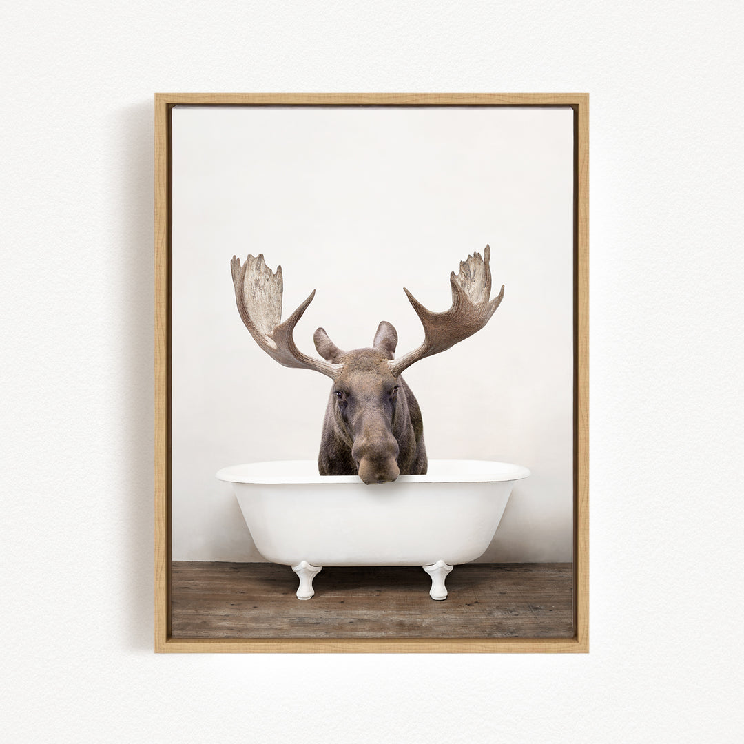 A moose with large antlers is sitting in a white bathtub, with its head resting on the edge of the tub.