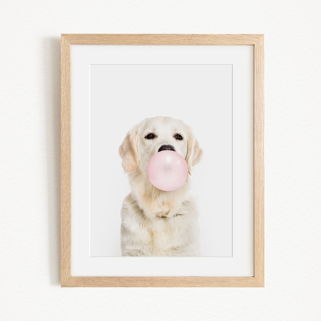 A white dog is sitting on a white background and blowing a pink bubble with its mouth.