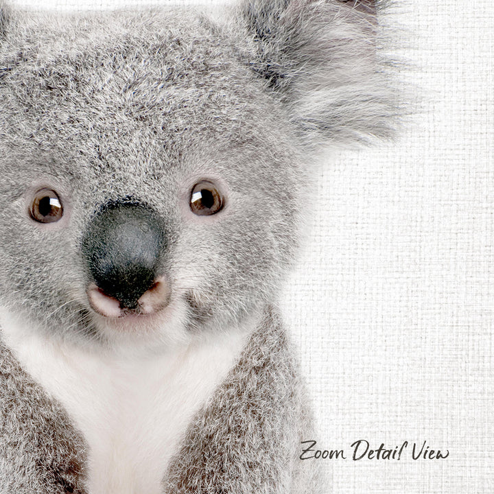 A close-up portrait of a koala bear with large, expressive eyes and a distinctive black nose.