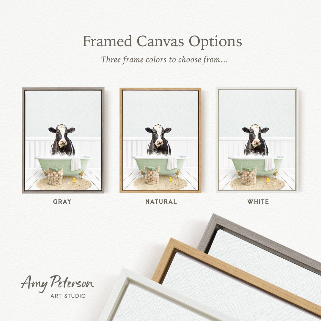 three framed canvas options, each featuring a cow sitting in a bathtub. The options include a gray frame, a natural frame, and a white frame. The text above the options reads " Framed Canvas Options" and "Three frame colors to choose from...". The bottom of the image includes the text " Amy Peterson ART STUDIO".