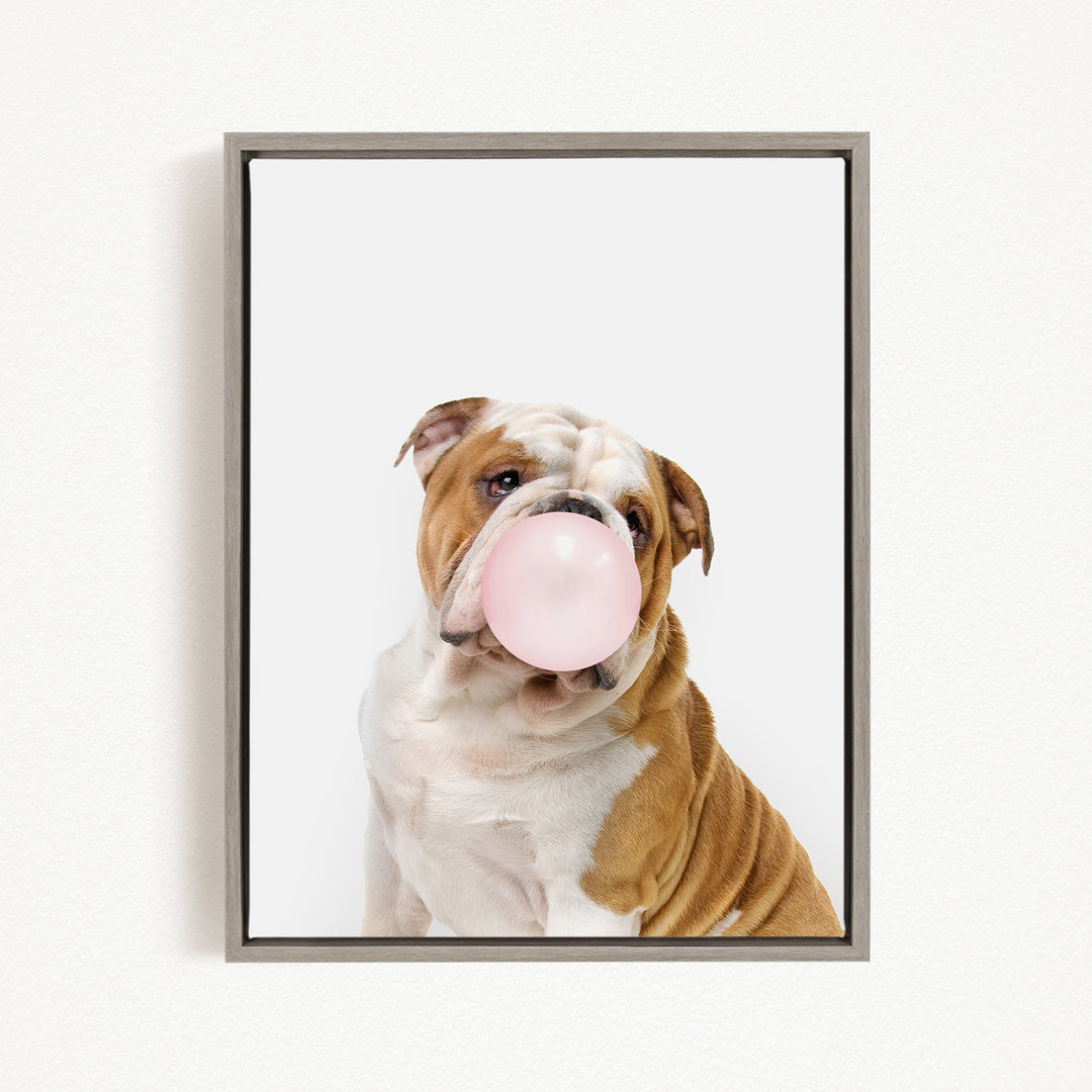 A brown and white bulldog is blowing a bubble with a pink bubble gum bubble.