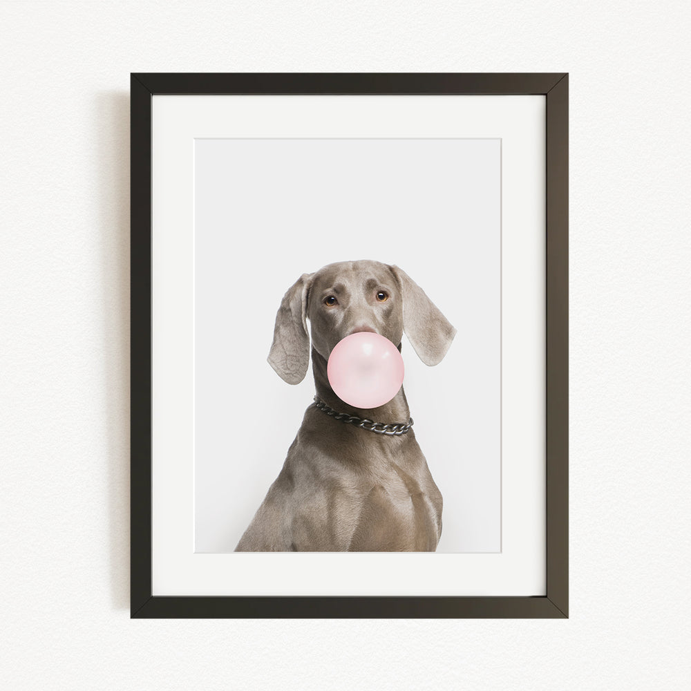 A dog is sitting and blowing a bubble with a pink bubble gum bubble.